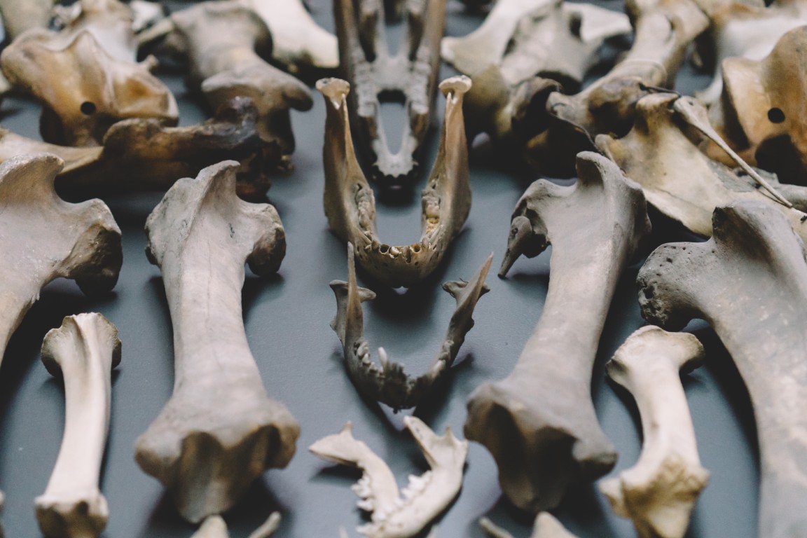 When Museums Confront Their Own Bones - Regulosity®